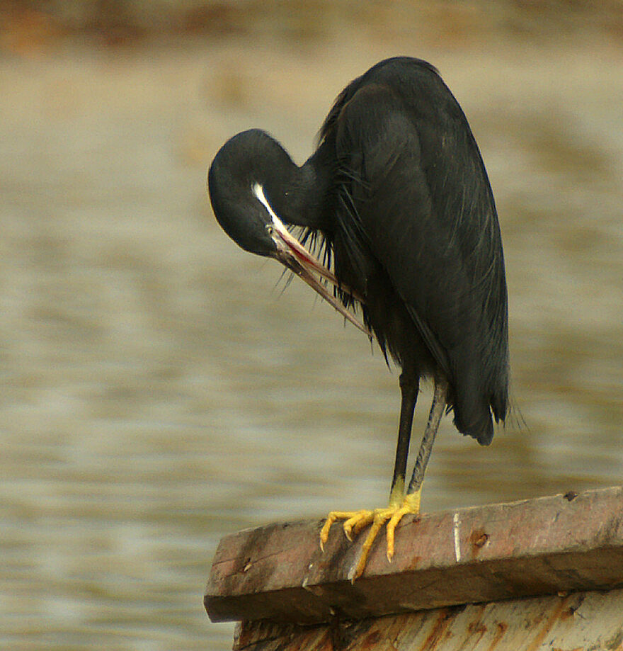 Western Reef Heron