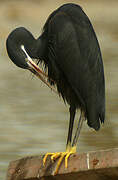 Western Reef Heron