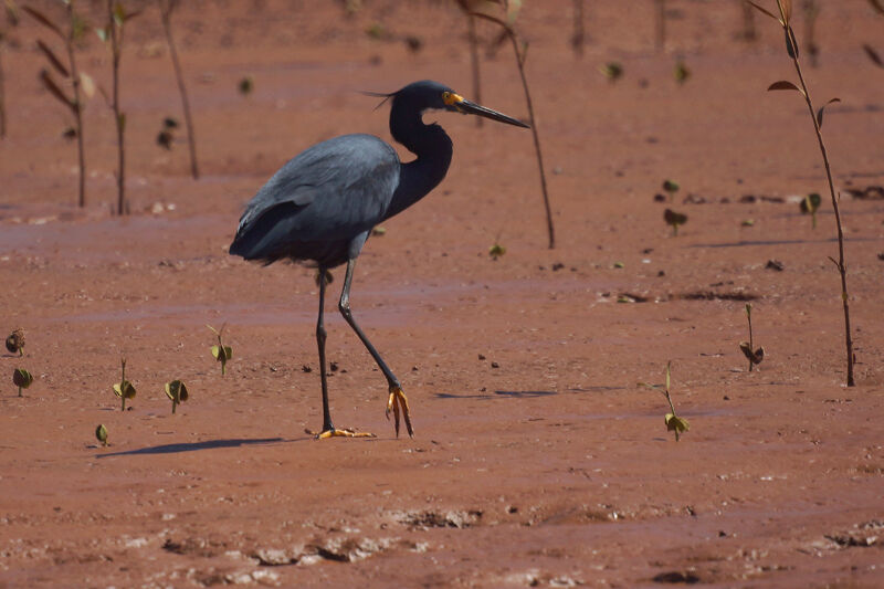 Aigrette dimorphe