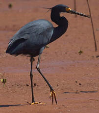 Aigrette dimorphe