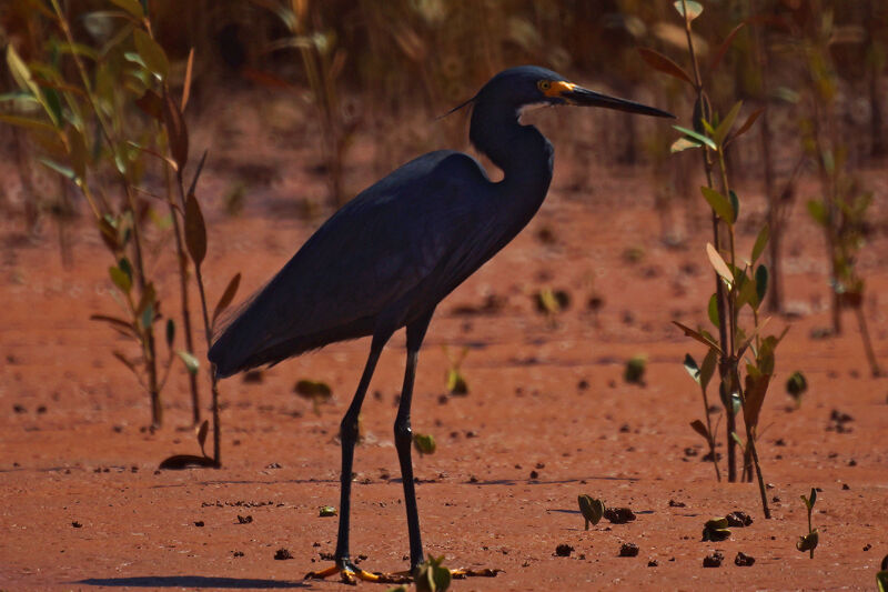 Aigrette dimorphe