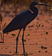 Aigrette dimorphe