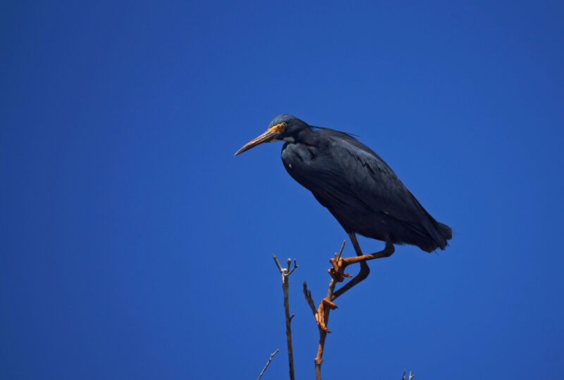 Dimorphic Egret