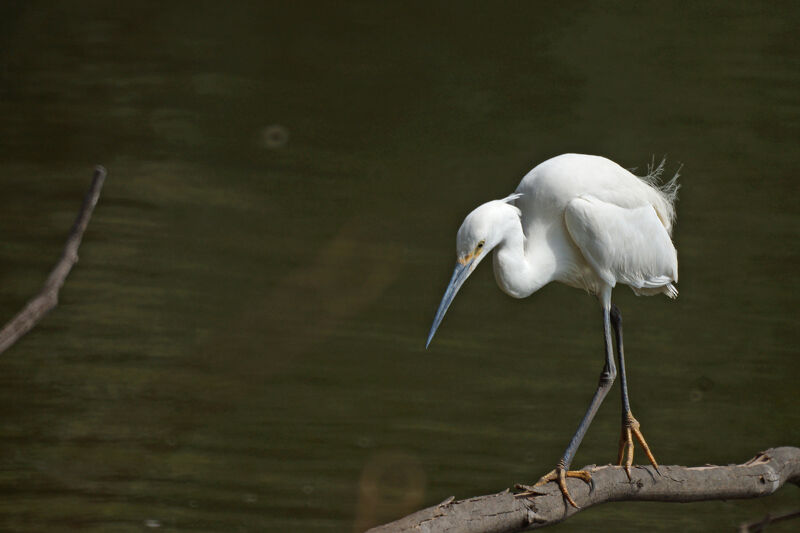 Dimorphic Egret