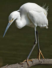 Aigrette dimorphe