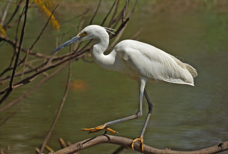 Aigrette dimorphe