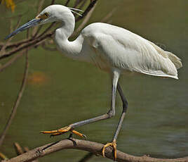 Aigrette dimorphe