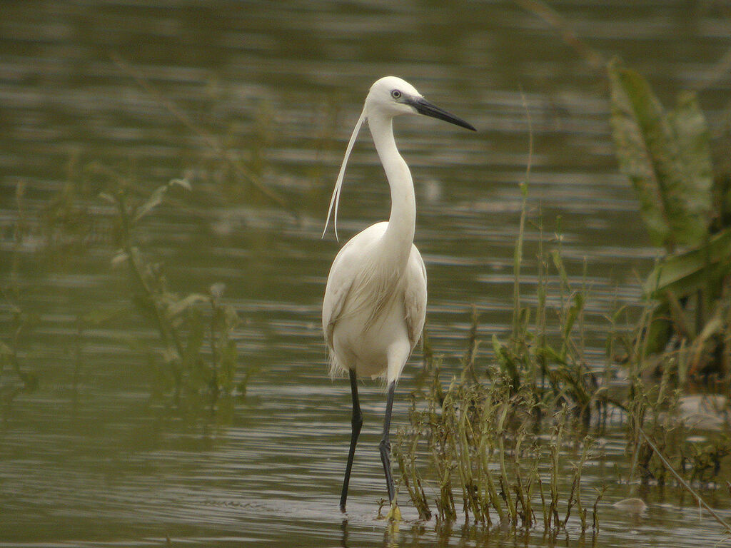 Aigrette garzette