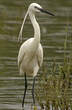 Aigrette garzette