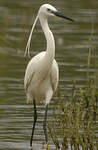 Aigrette garzette