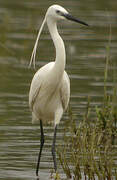 Little Egret