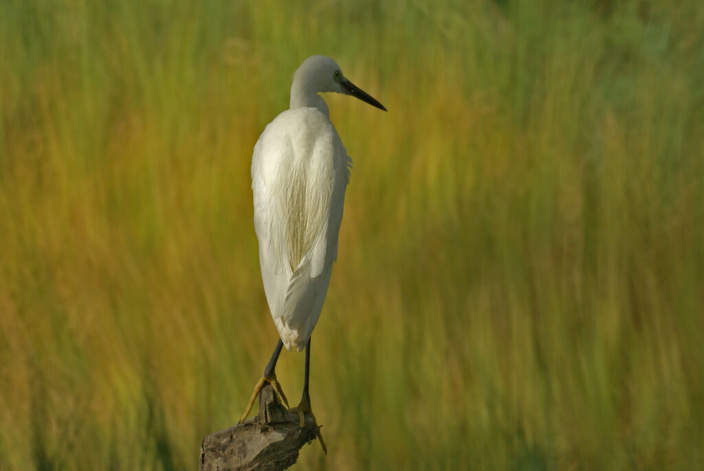 Aigrette garzette