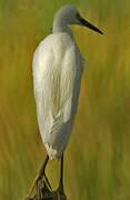 Little Egret