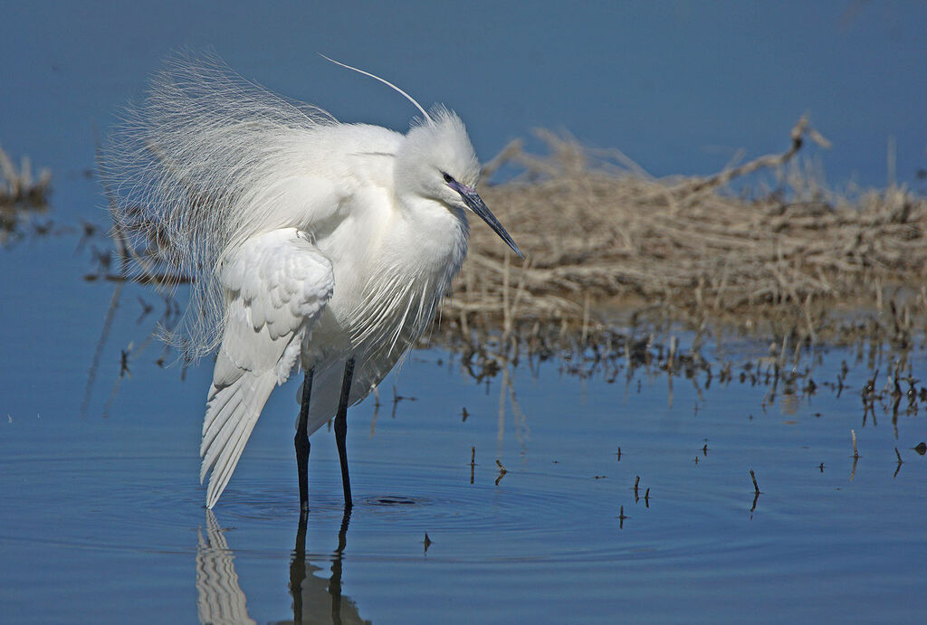 Aigrette garzetteadulte nuptial