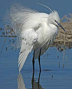 Aigrette garzette