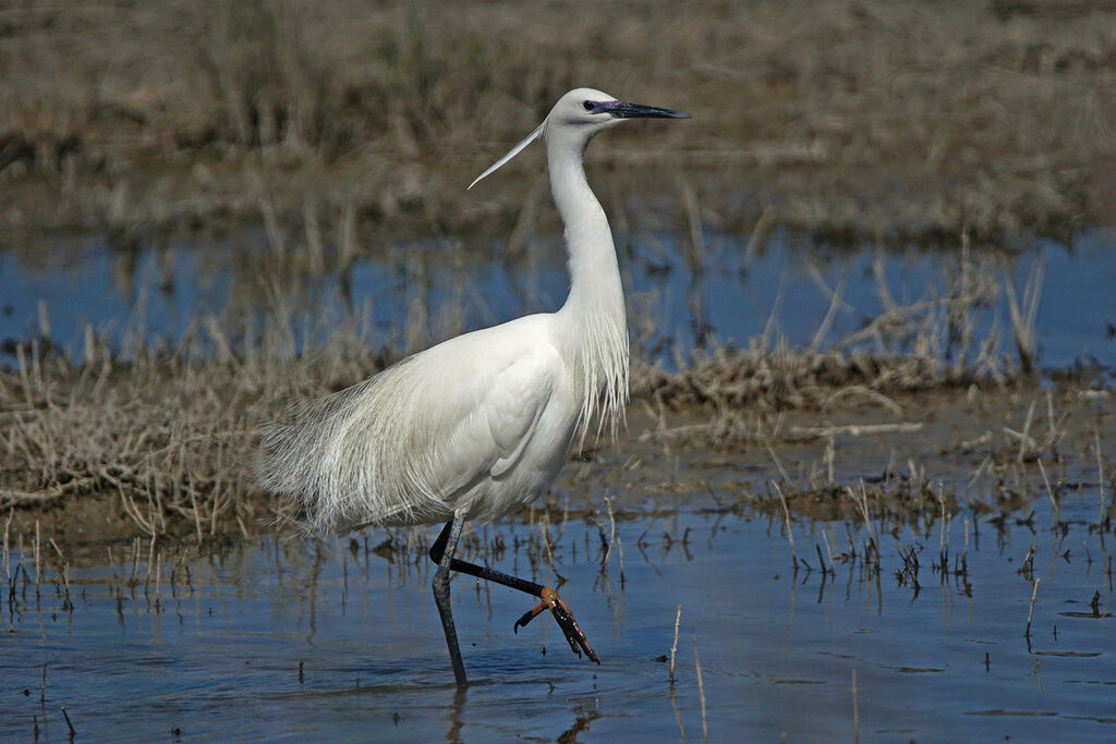 Aigrette garzetteadulte nuptial