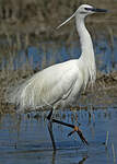 Aigrette garzette