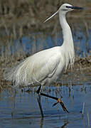 Little Egret