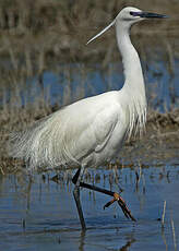 Aigrette garzette