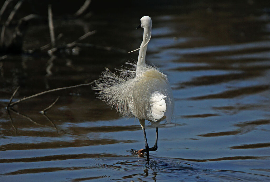 Aigrette garzette