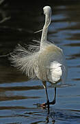 Aigrette garzette