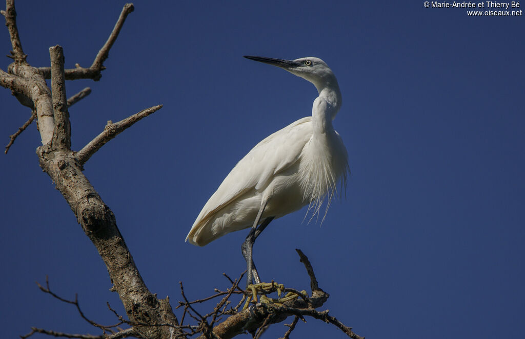 Aigrette garzette