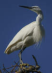 Aigrette garzette