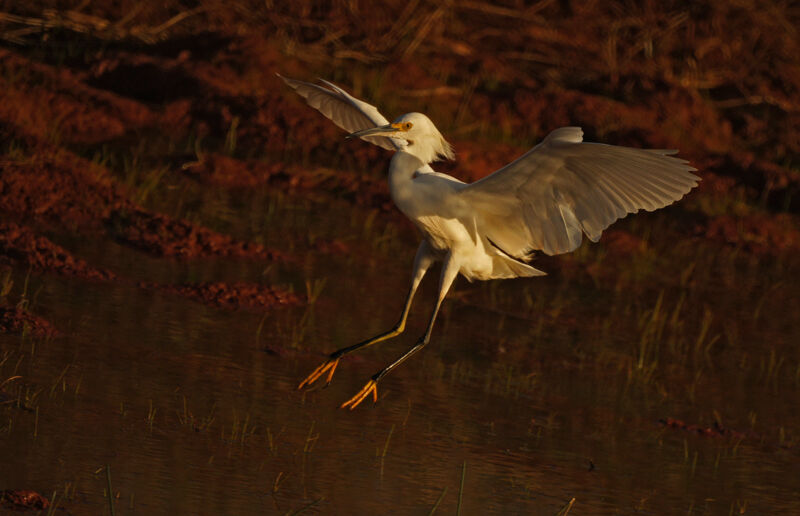 Snowy Egret