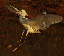 Snowy Egret