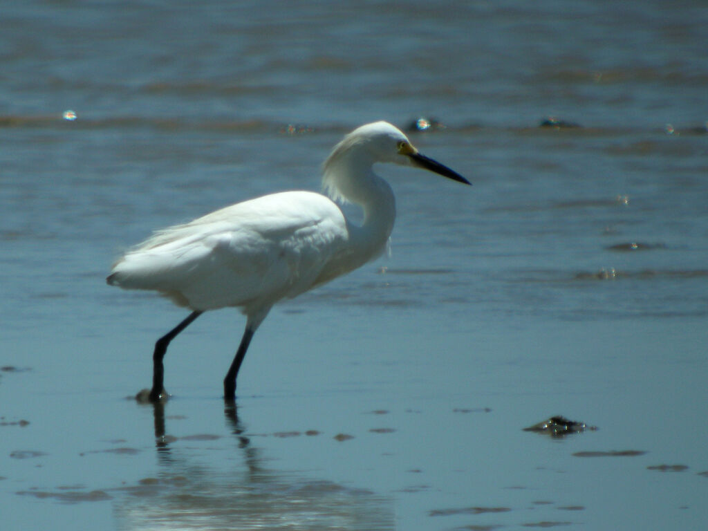 Aigrette neigeuse