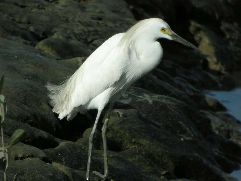 Snowy Egret