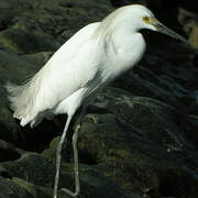 Snowy Egret