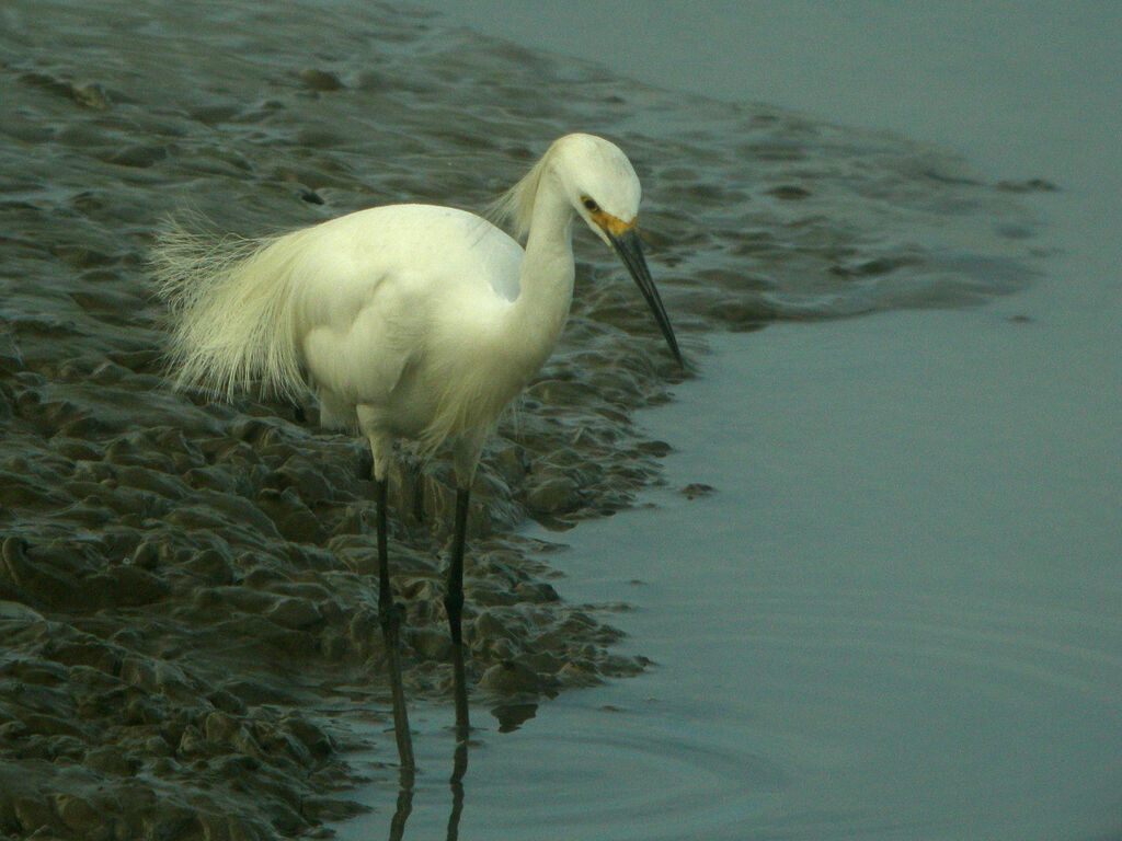 Snowy Egret