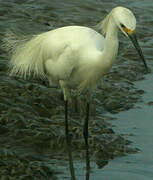 Snowy Egret