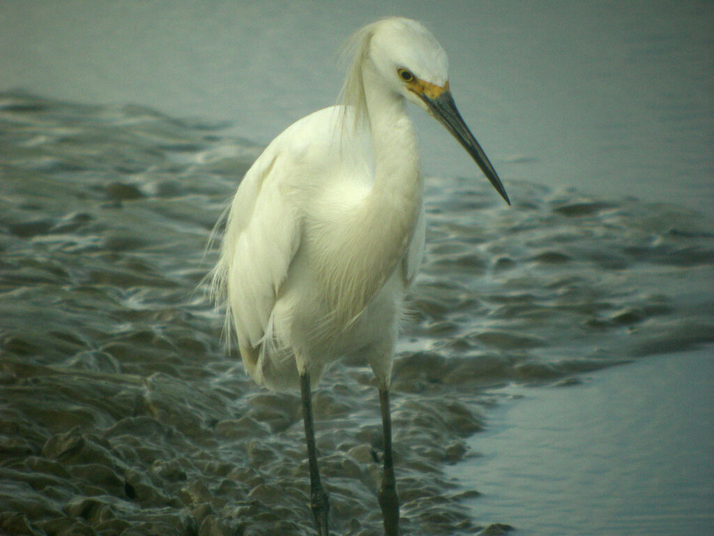 Aigrette neigeuse