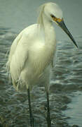 Aigrette neigeuse