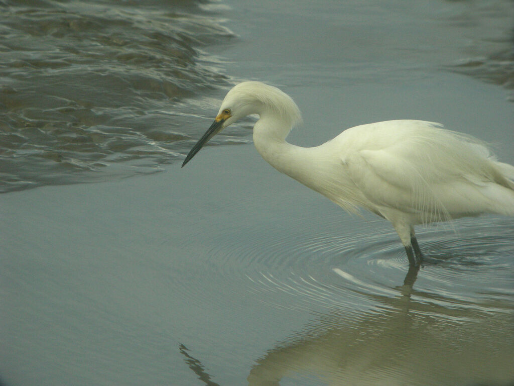 Aigrette neigeuse