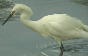 Aigrette neigeuse