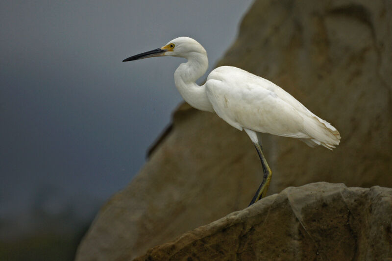 Aigrette neigeuse