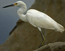 Aigrette neigeuse