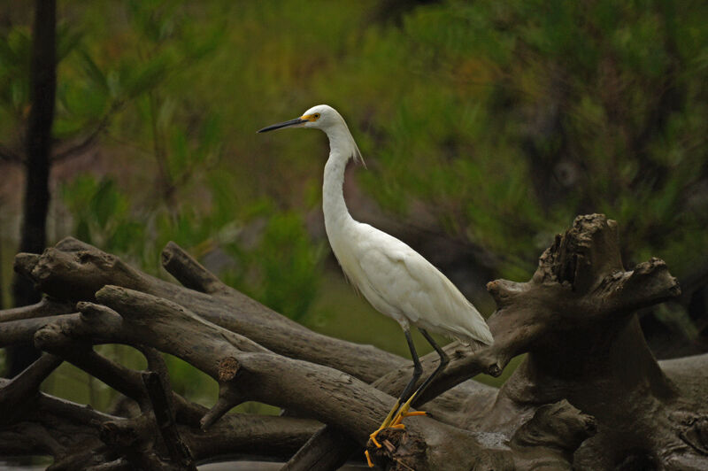 Aigrette neigeuse