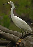 Snowy Egret