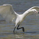 Aigrette roussâtre