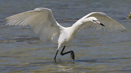 Aigrette roussâtre