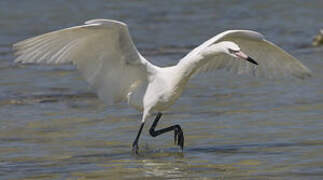 Reddish Egret