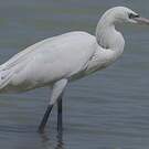 Aigrette roussâtre