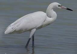 Reddish Egret