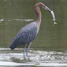Aigrette roussâtre