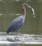 Reddish Egret