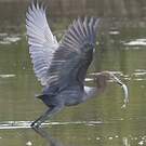 Aigrette roussâtre